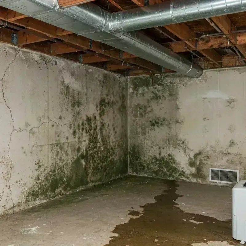 Professional Mold Removal in Concord, NY